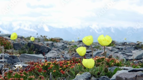Dramatic panoramic landscape of rocky mountains. Rhodiola rosea rare plant with strong healing effect and polar poppies in Altai mountains photo