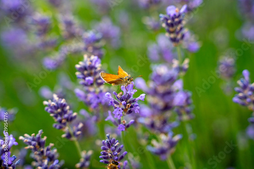 Lavender flower with butterfly on it