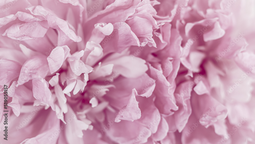Pink peony flower petals. Soft focus. Abstract floral background for holiday brand design