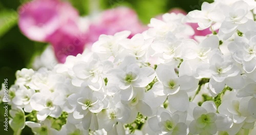 白い紫陽花　風にそよぐ　日本の景色 | White Hydrangea / Sway in the Rainy Season Breeze
 photo