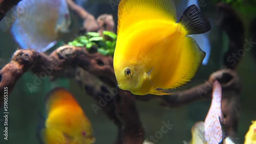 Red and white pigeon blood discus and yellow discus fish in home aquarium. photo