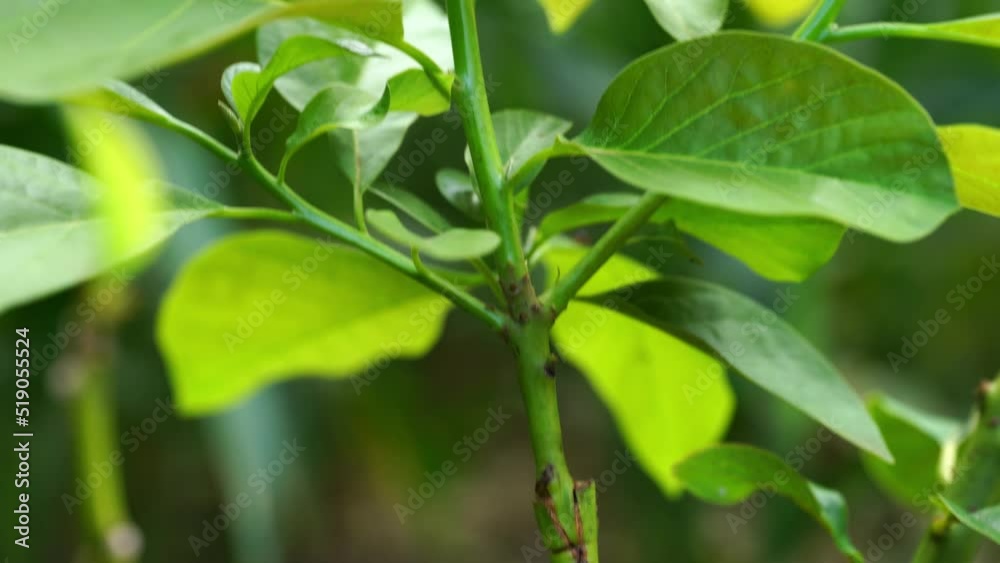 Grafting in a young avocado plant in old tree. Grafting in a young avocado plant in old tree.