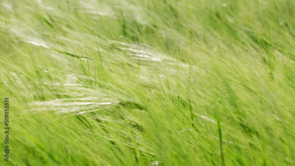 A barley field swaying in the wind A barley field swaying in the wind