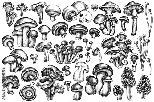 Vector set of hand drawn black and white oyster mushroom, champignon, honey agaric, etc.
