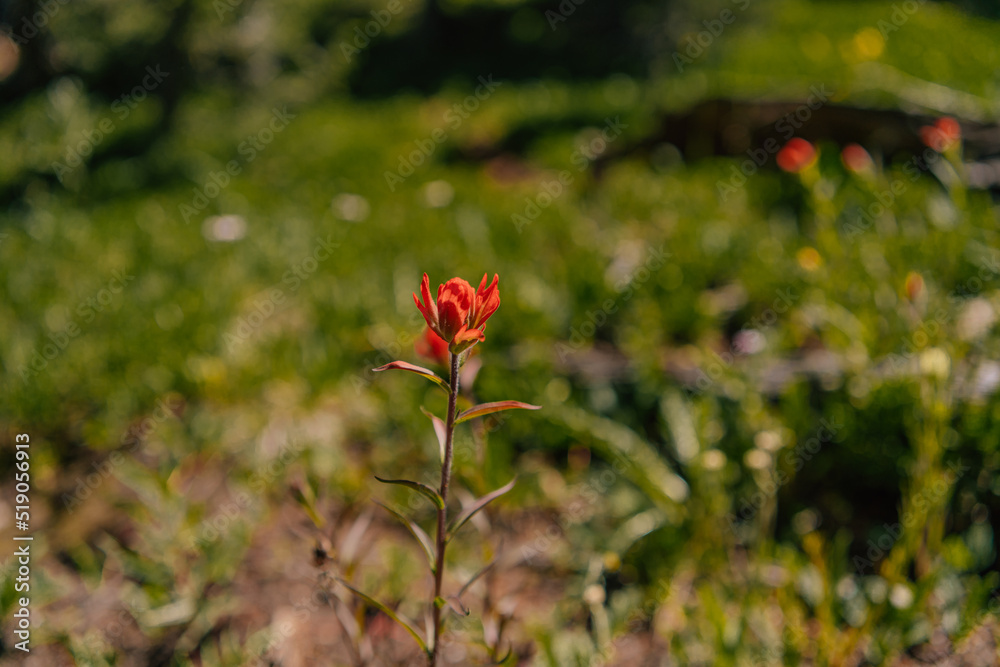 Wildflowers - Colorado Nature Photography in the Summer Wildflowers - Colorado Nature Photography in the Summer