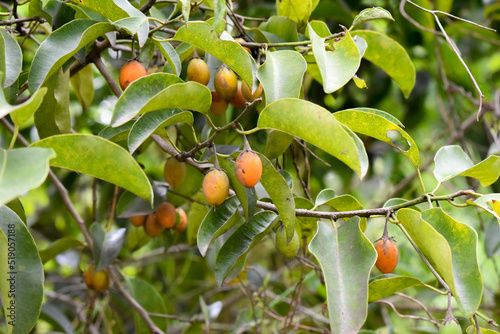 Spanish cherry (Mimusops elengi) or bullet wood fruit on it tree branch. photo