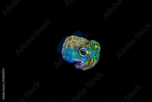 Sepiolida or bobtail squid in colors on a black water macro shoot in Res Sea of Egypt photo