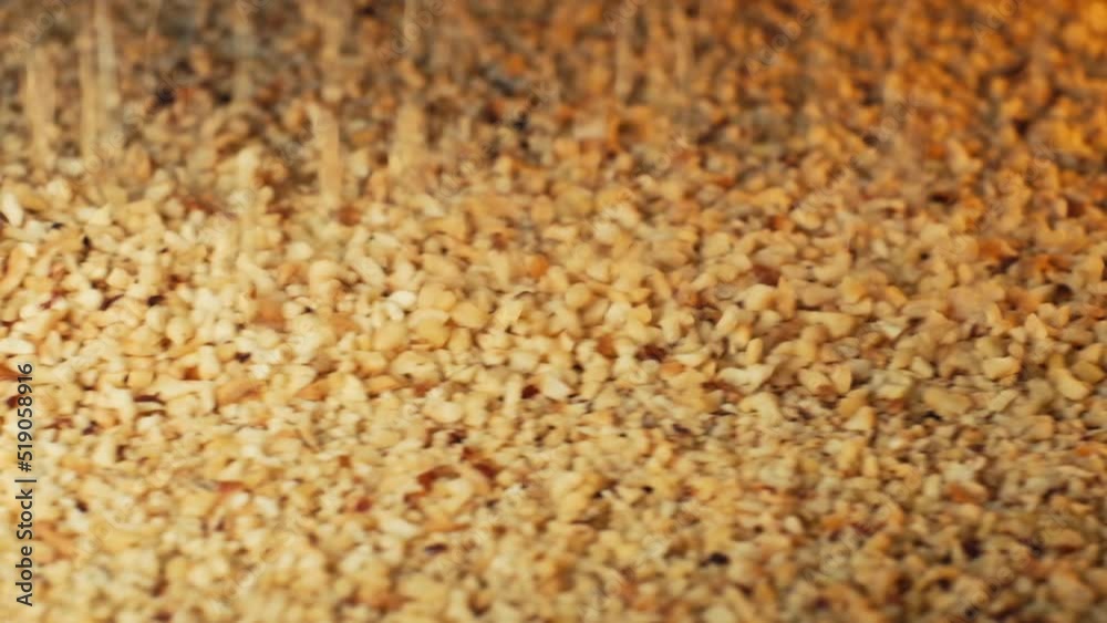 Hazelnut processing plant. cracked hazelnuts spilled from nut cracker. 4K Hazelnut processing plant. cracked hazelnuts spilled from nut cracker. 4K