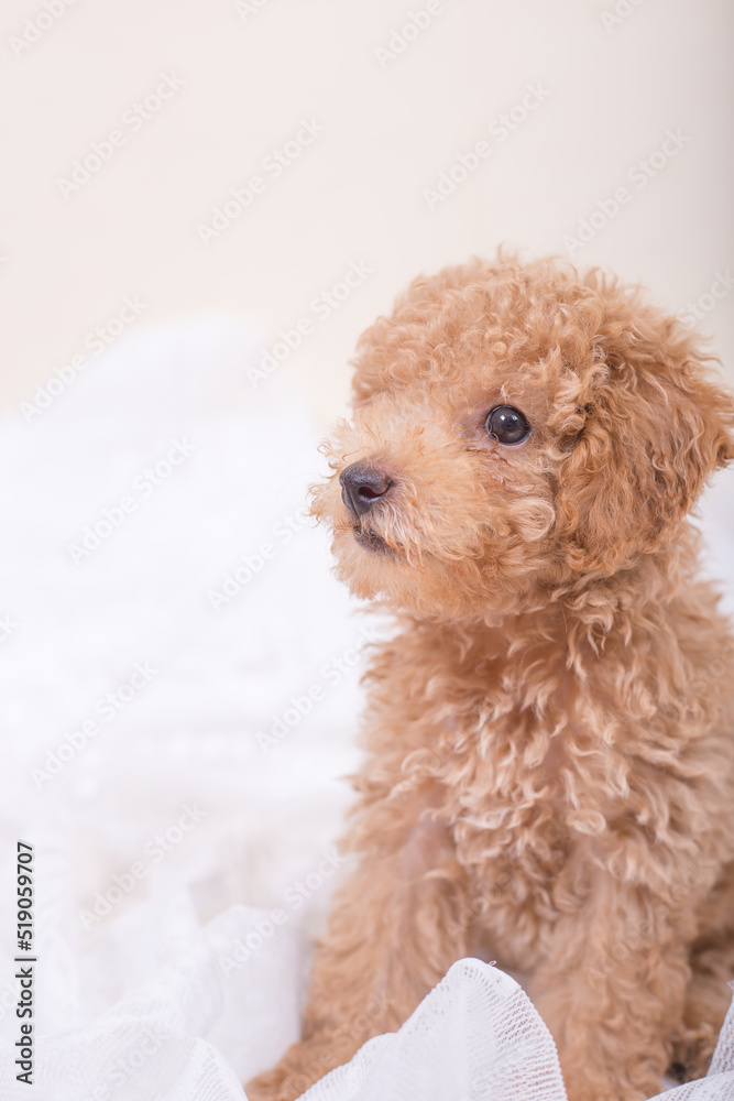 Poodle Poodle