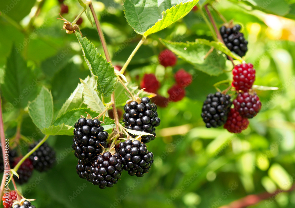 Ripening blackberries on branches in the garden Ripening blackberries on branches in the garden