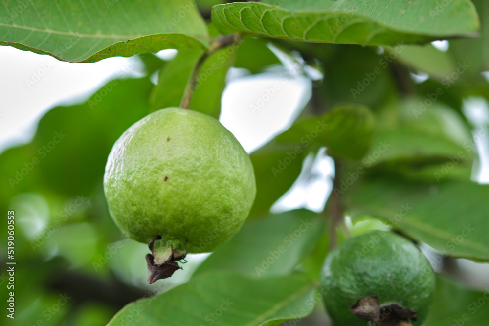 Organic guava fruit. green guava fruit hanging on tree in agriculture farm of India in harvesting season, This fruit contains a lot of vitamin C. Organic guava fruit. green guava fruit hanging on tree in agriculture farm of India in harvesting season, This fruit contains a lot of vitamin C.