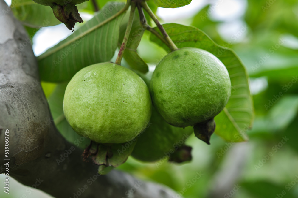 Organic guava fruit. green guava fruit hanging on tree in agriculture farm of India in harvesting season, This fruit contains a lot of vitamin C.