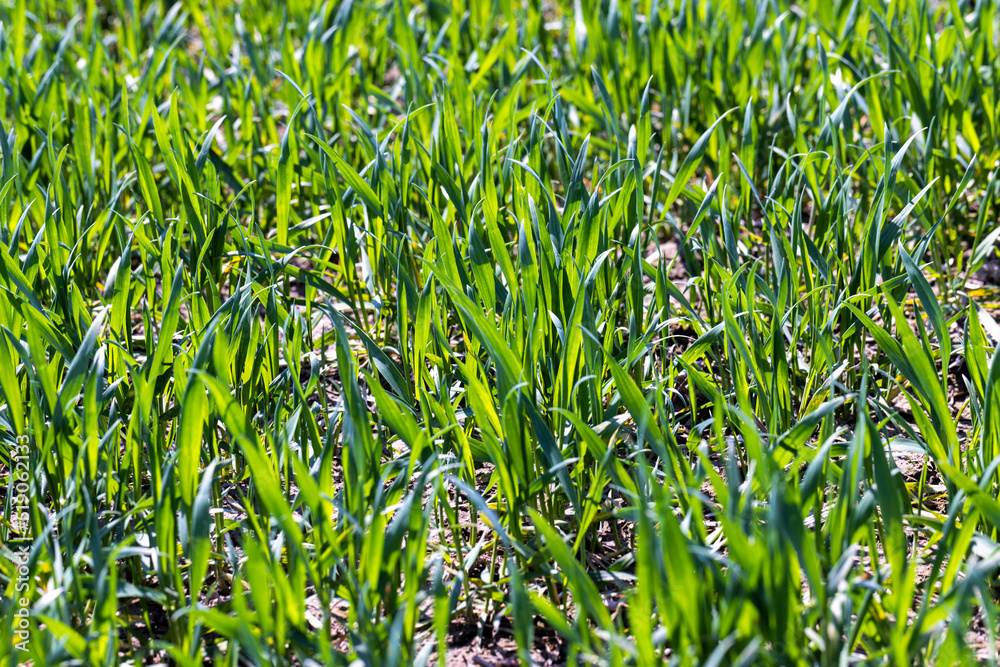 Obraz premium agricultural fields with a large number of young green cereal wheat as grass