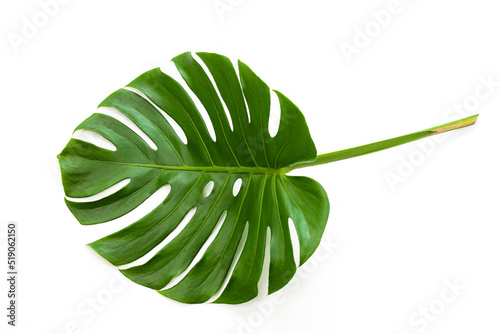 closeup beautiful Monstera leaf isolated on white background, Flat lay