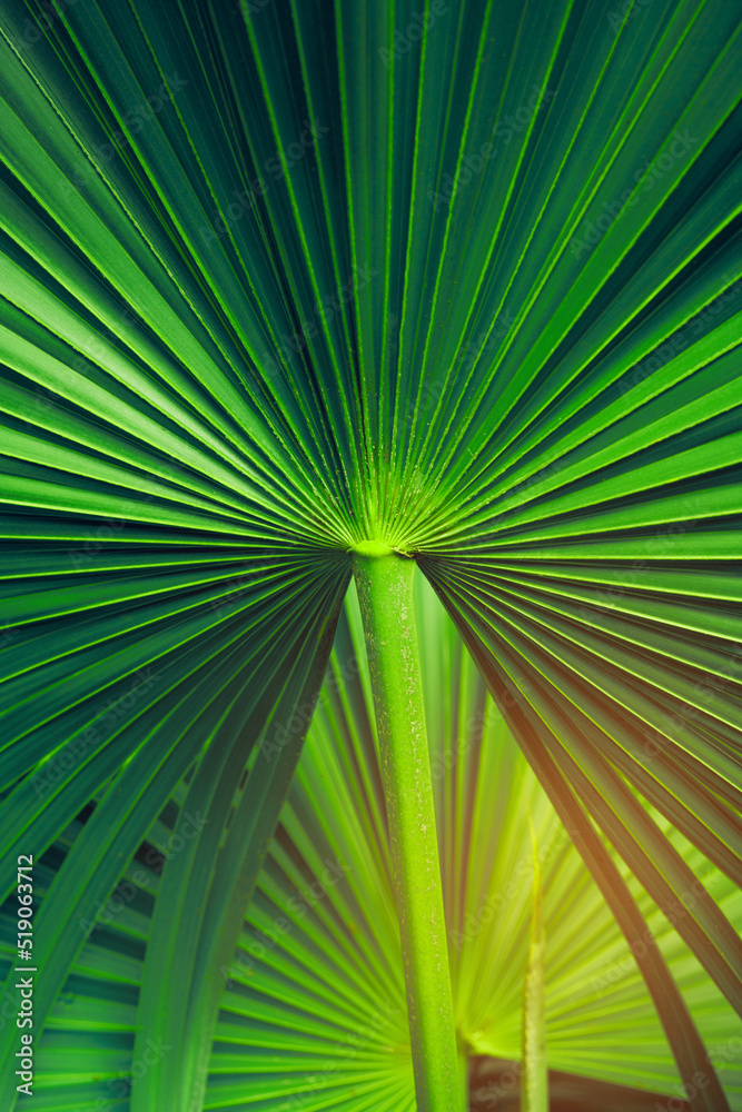 Fototapeta premium abstract green palm leaf texture, nature background, tropical leaf
