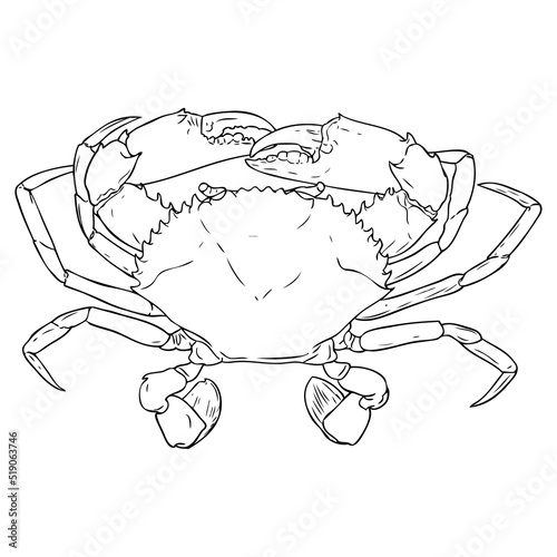 crab outline vector illustration