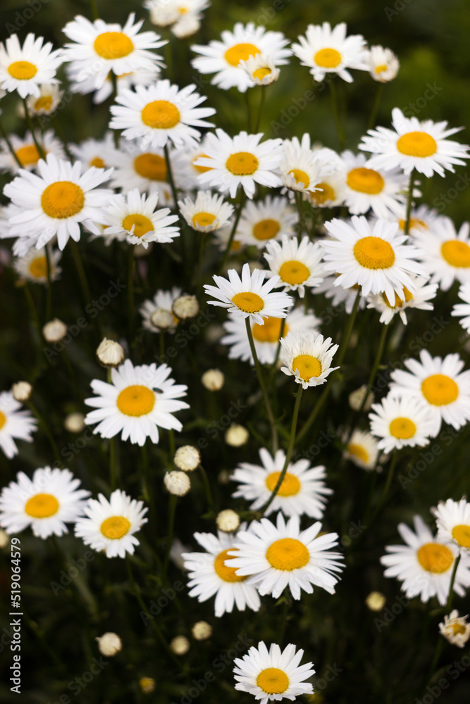 Many flowering large daisies grow in the garden in summer. Beautiful summer background Many flowering large daisies grow in the garden in summer. Beautiful summer background
