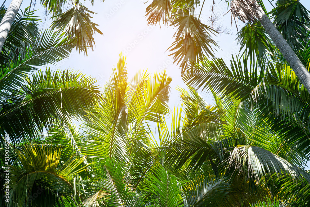 Fototapeta premium tropical palm leaf background, coconut palm trees perspective view