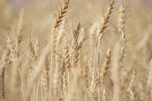 Yellow ripe ears of wheat, close up. Agricultural crop background
