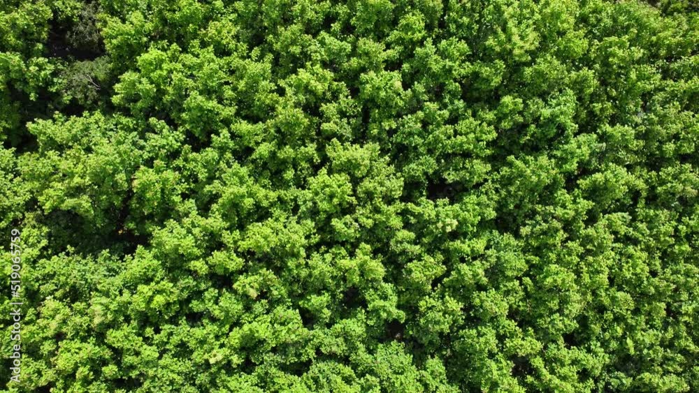 Aerial view of tropical trees in the rainy season in rural northern Thailand. Drone flying over the forest. Natural background in motion. Aerial view of tropical trees in the rainy season in rural northern Thailand. Drone flying over the forest. Natural background in motion.