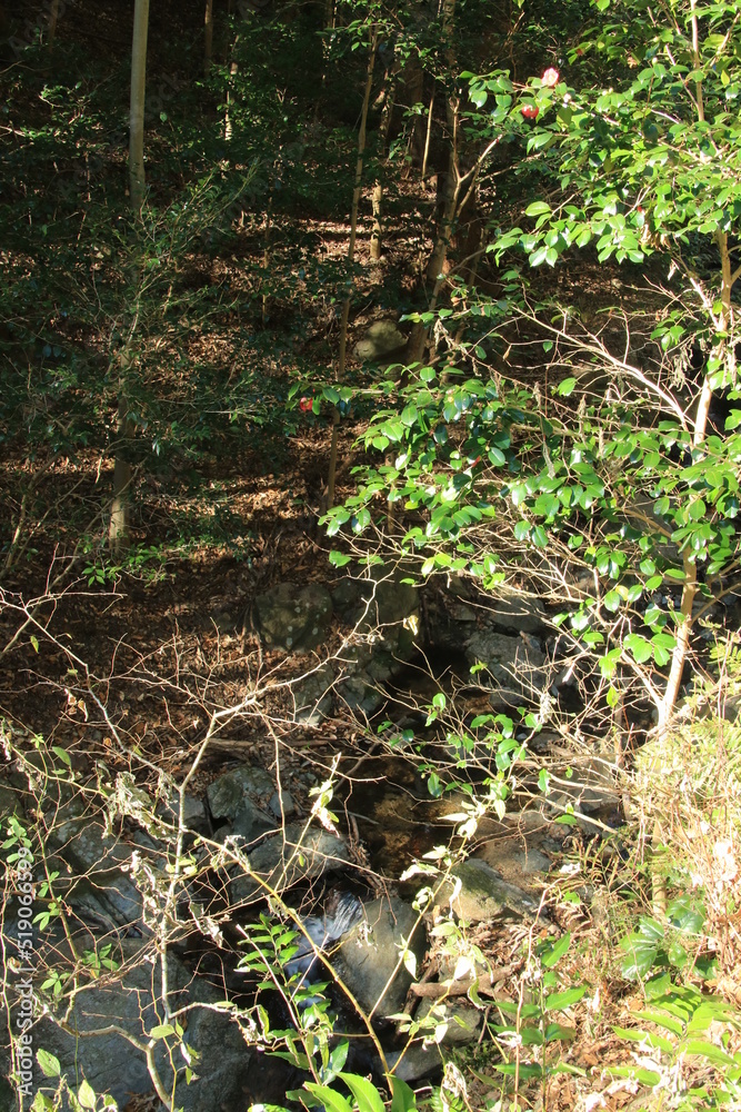 Obraz premium 落葉が敷きつめられた冬の山道