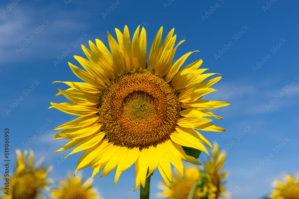 満開のひまわり