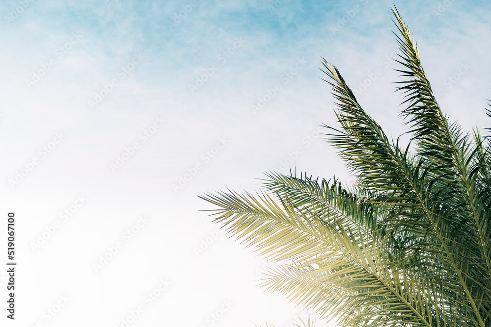 A palm trees against the backdrop of a blue sky A palm trees against the backdrop of a blue sky