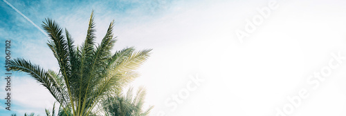 A palm trees against the backdrop of a blue sky © vovan
