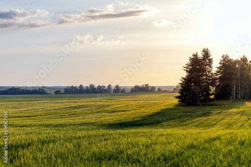An agricultural field where ripening cereals grow