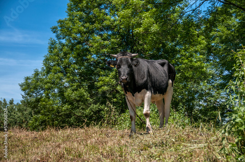 Bull in Dluzniow, Lublin Voivodeship, Poland. © Darek Bednarek