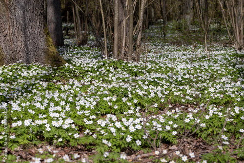 white spring anemones growing in the forest in spring