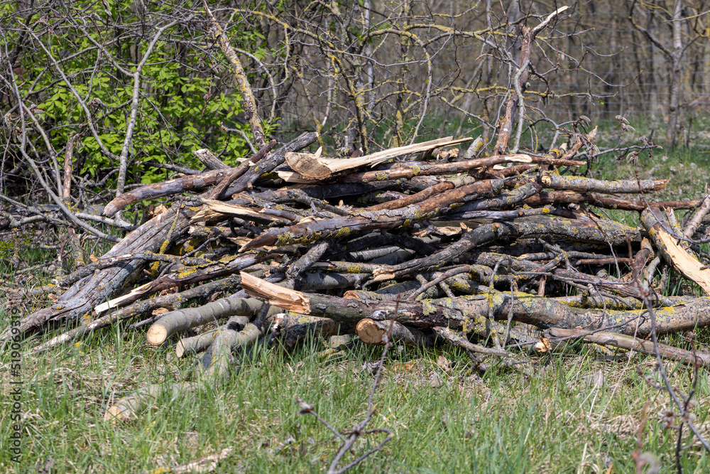 stumps and branches left after logging in the forest stumps and branches left after logging in the forest