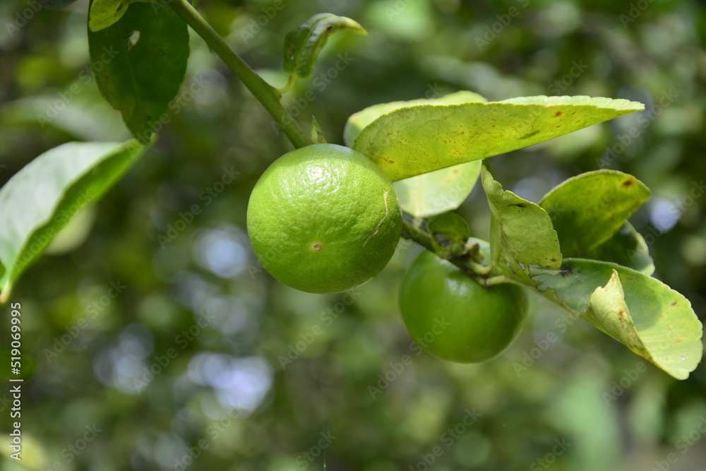 lime on tree