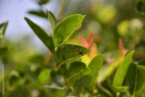 ladybug on a leaf