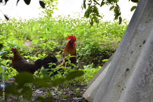 rooster in the farm photo