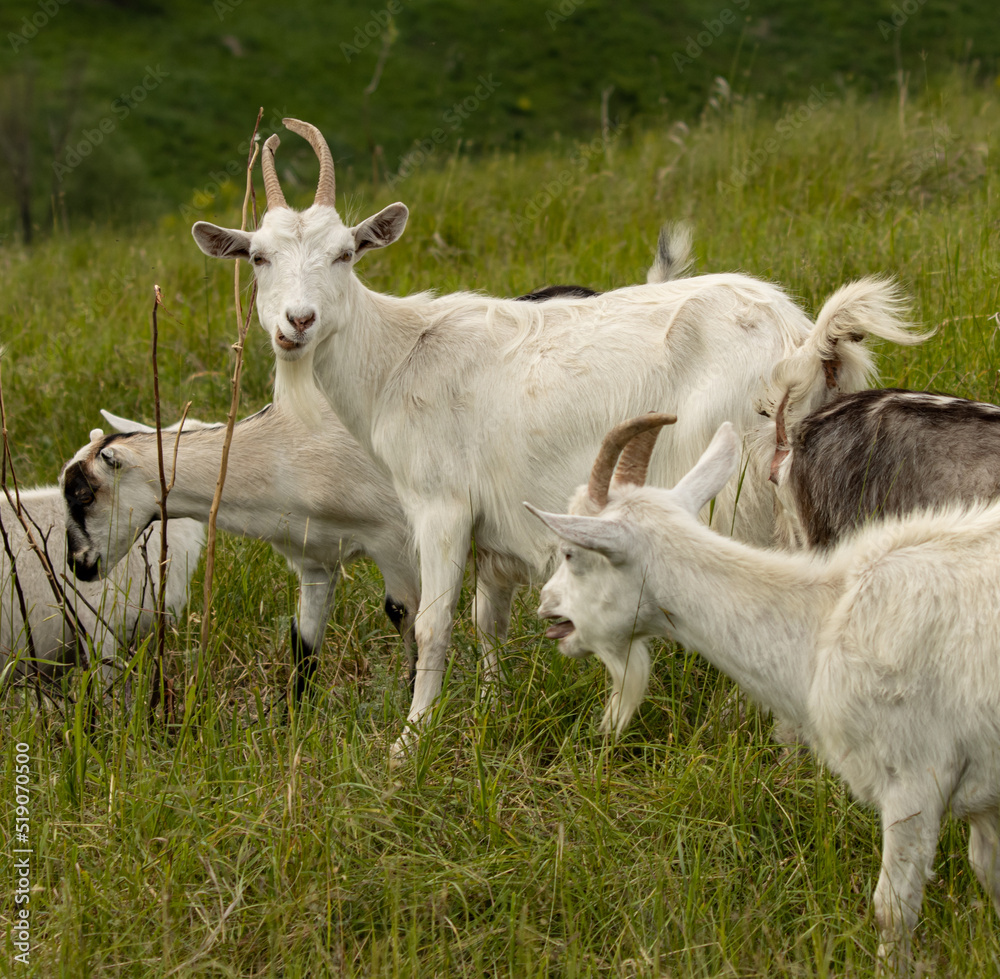Fototapeta premium white goats graze on the field