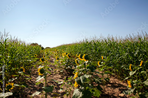 an agricultural field where unripe green corn grows