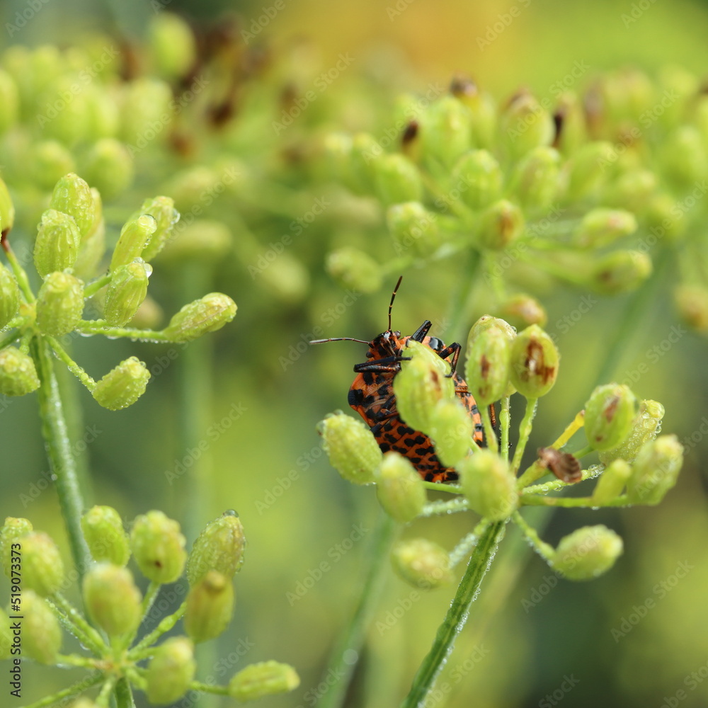 Bed bug orange on a branch of dill with drops of water Bed bug orange on a branch of dill with drops of water