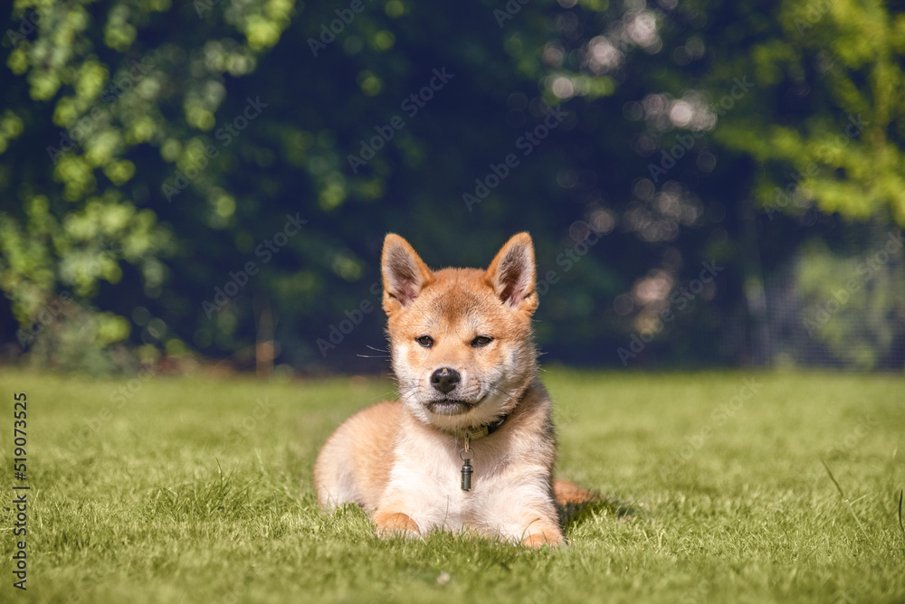 Shiba inu puppy is lying on the grass on sunny summer day Shiba inu puppy is lying on the grass on sunny summer day