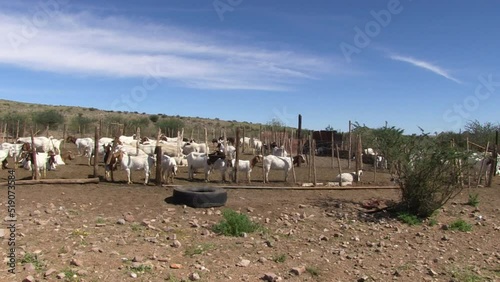 Goats in a informal kraal on the edge of the desert