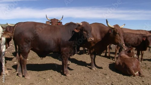 Nguni cattle in the kraal photo