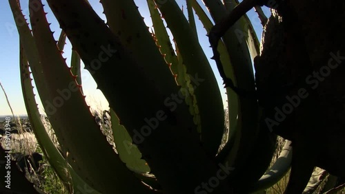 Aloes growing in the desert photo
