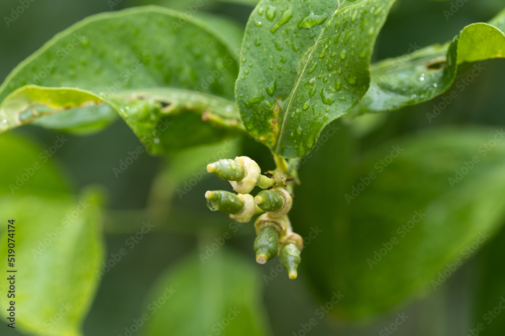 New growing tiny lemons growing on the tree. Selective focus, close up New growing tiny lemons growing on the tree. Selective focus, close up