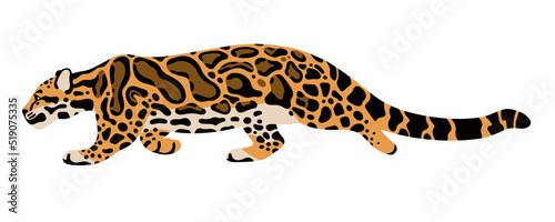 realistic clouded leopard vector illustration isolated on white background