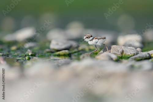 New life on the coastline, the little ringed plover (Charadrius plover)