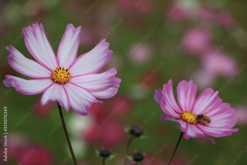 秋の花 秋の花
