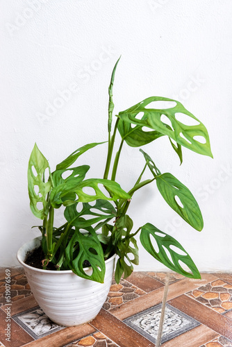 Monstera adansonii, the Adanson's monstera is a species of flowering plant from family Araceae which is widespread across much of South America and Central America. It called Janda Bolong at Indonesia