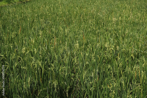 Photo of rice plants in a rice field