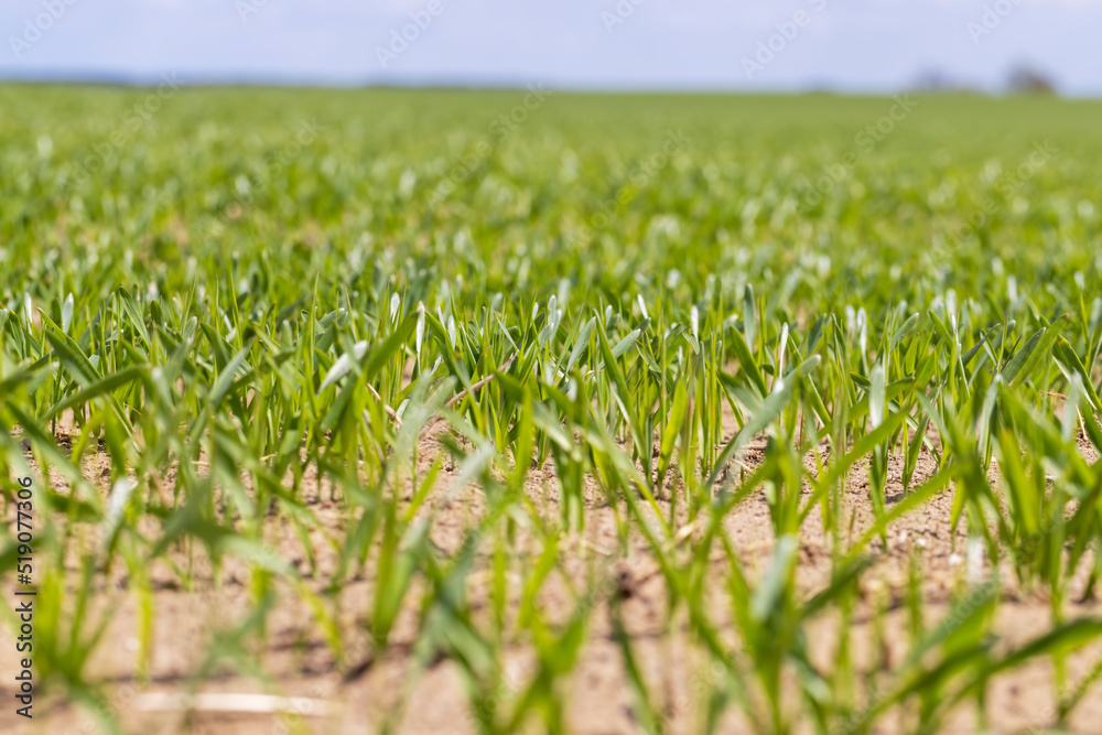 agricultural fields with a large number of young green cereal wheat as grass agricultural fields with a large number of young green cereal wheat as grass