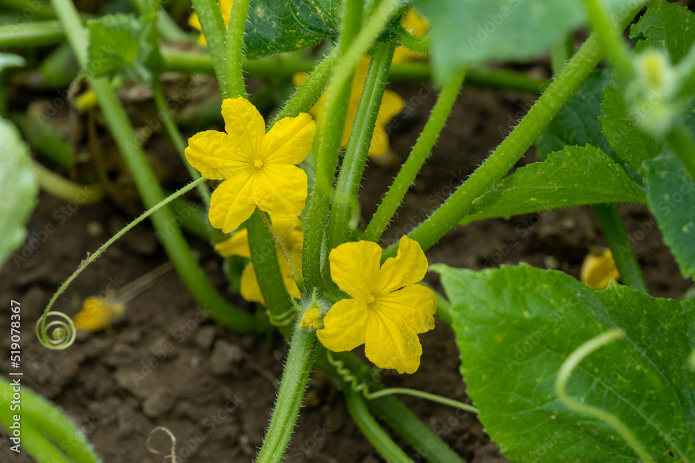 Small cucumber with yellow flower and tendrils close-up on the garden bed. The ovary of cucumber, young cucumber in garden. Blooming with yellow flowers, cucumber plant are tied in garden farm. Small cucumber with yellow flower and tendrils close-up on the garden bed. The ovary of cucumber, young cucumber in garden. Blooming with yellow flowers, cucumber plant are tied in garden farm.